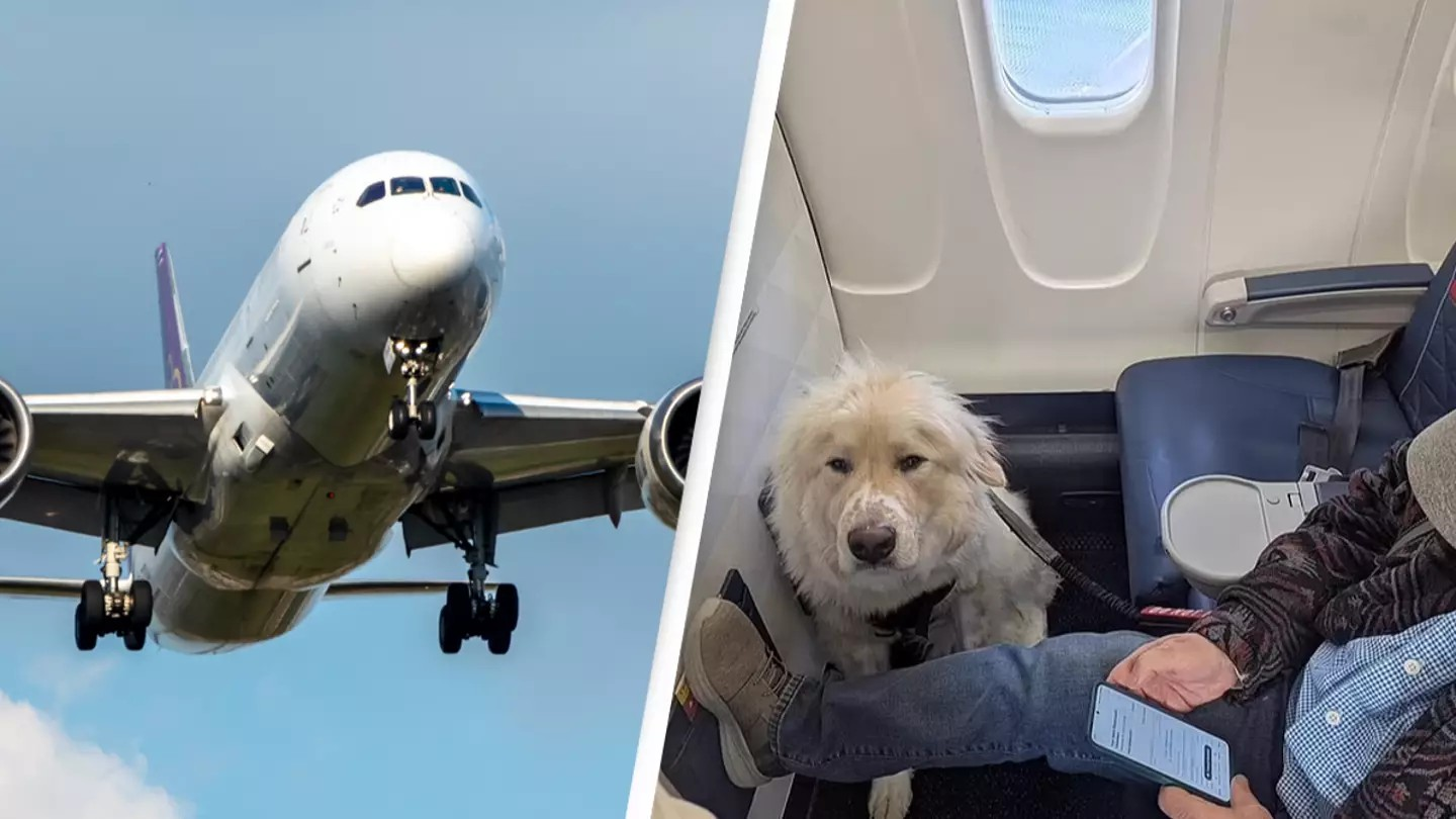 People divided after passenger was forced to give up first class plane seat for a dog