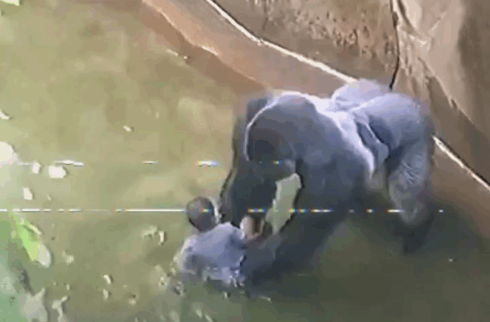 Understanding the Controversy: Harambe’s Final Moments at the Cincinnati Zoo